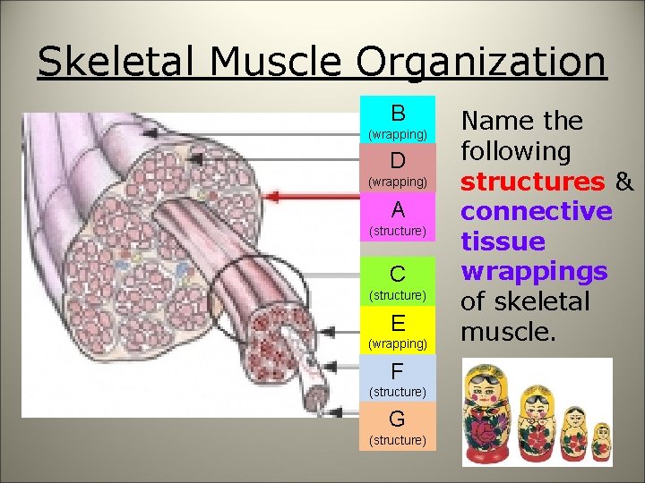 Skeletal Muscle Organization B (wrapping) D (wrapping) A (structure) C (structure) E (wrapping) F