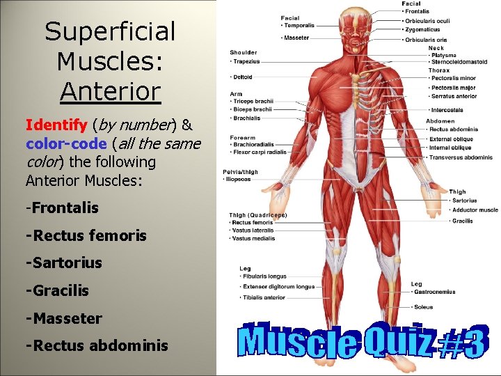 Superficial Muscles: Anterior Identify (by number) & color-code (all the same color) the following
