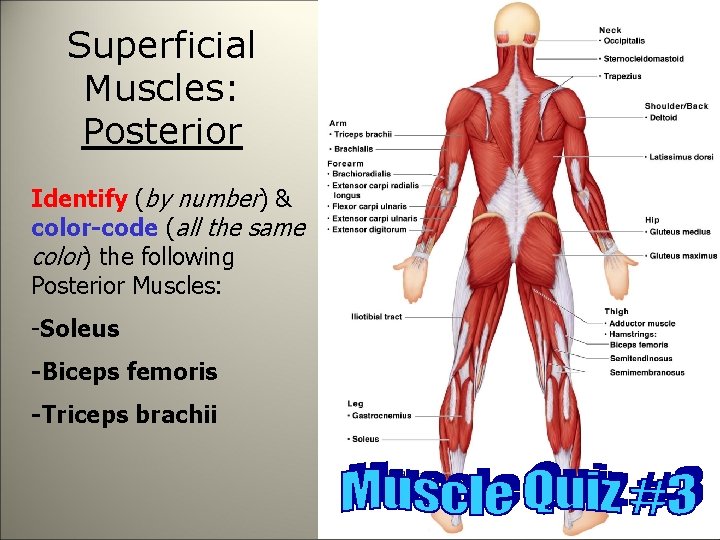 Superficial Muscles: Posterior Identify (by number) & color-code (all the same color) the following