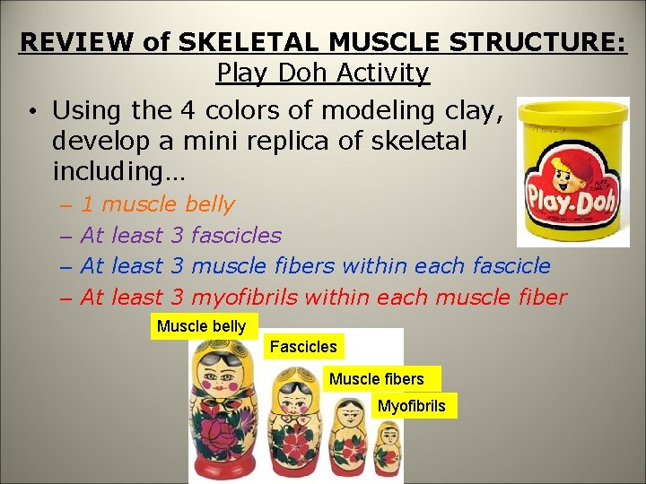 REVIEW of SKELETAL MUSCLE STRUCTURE: Play Doh Activity • Using the 4 colors of