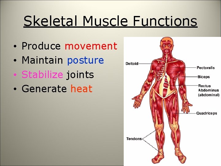 Skeletal Muscle Functions • • Produce movement Maintain posture Stabilize joints Generate heat 