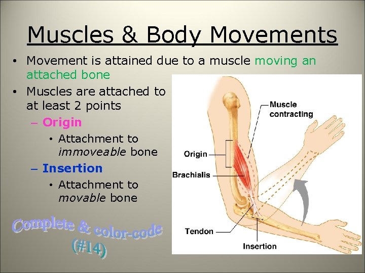 Muscles & Body Movements • Movement is attained due to a muscle moving an