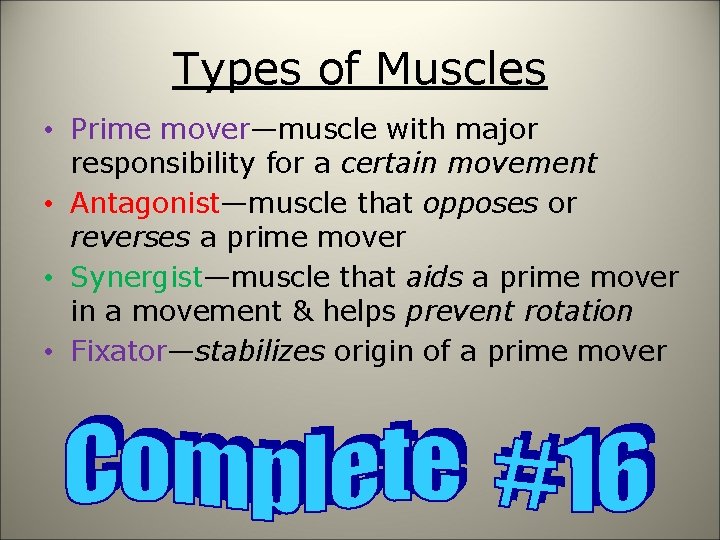 Types of Muscles • Prime mover—muscle with major responsibility for a certain movement •