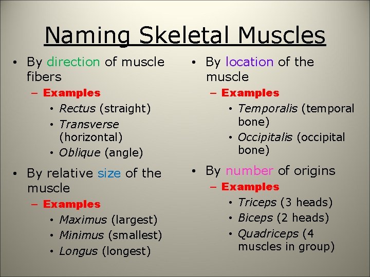 Naming Skeletal Muscles • By direction of muscle fibers – Examples • Rectus (straight)