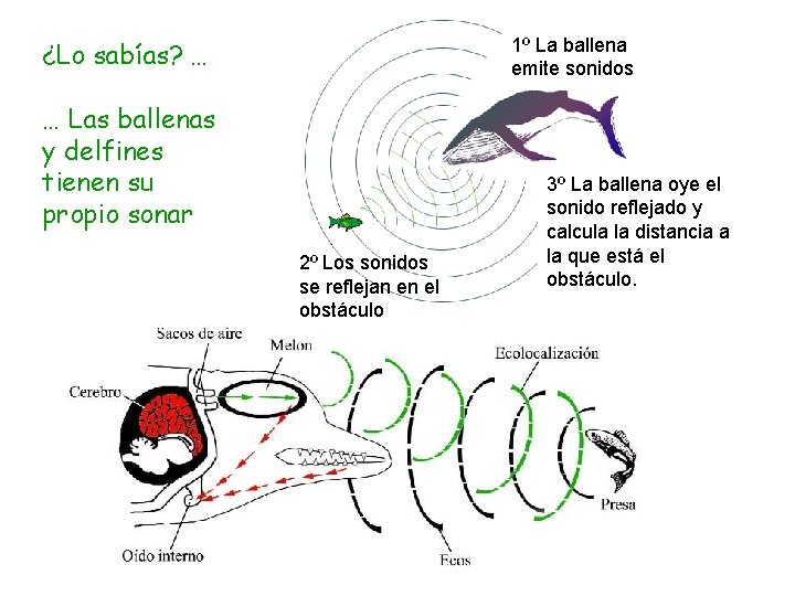 1º La ballena emite sonidos ¿Lo sabías? … … Las ballenas y delfines tienen
