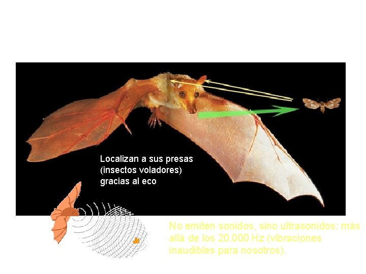 ¿Lo sabías? … … Los murciélagos se orientan y cazan por ecolocalización Localizan a