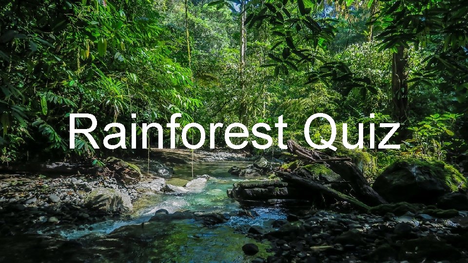Rainforest Quiz By Isla Wilkinson 
