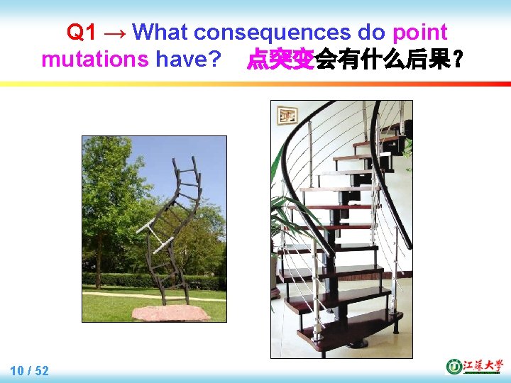 Q 1 → What consequences do point mutations have? 点突变会有什么后果？ 10 / 52 