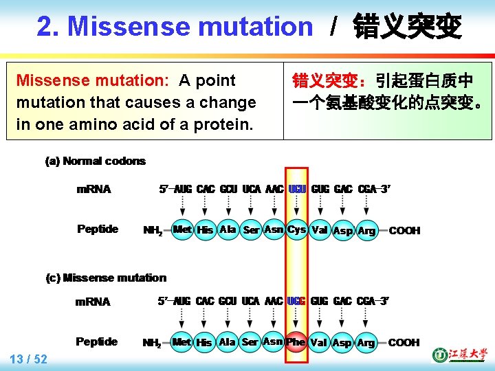 2. Missense mutation / 错义突变 Missense mutation: A point mutation that causes a change