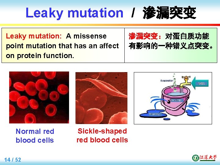 Leaky mutation / 渗漏突变 Leaky mutation: A missense point mutation that has an affect