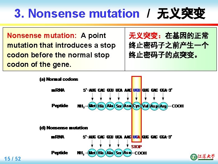 3. Nonsense mutation / 无义突变 Nonsense mutation: A point mutation that introduces a stop
