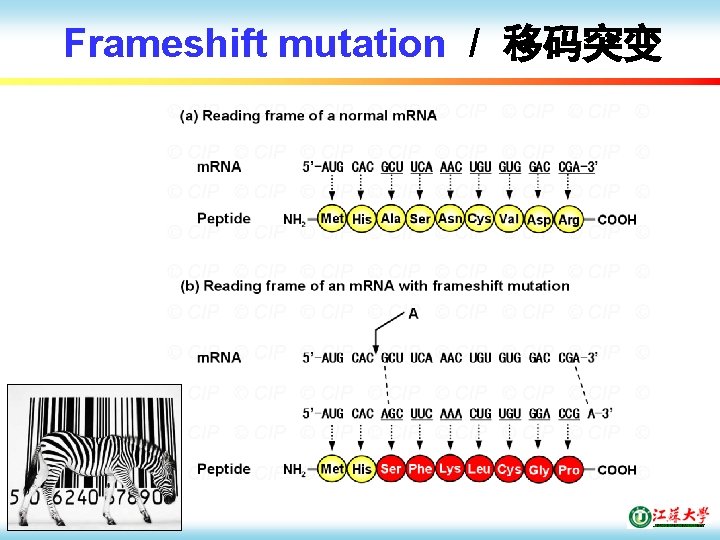 Frameshift mutation / 移码突变 18 / 52 