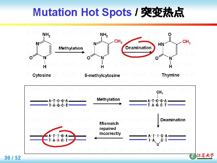 Mutation Hot Spots / 突变热点 30 / 52 