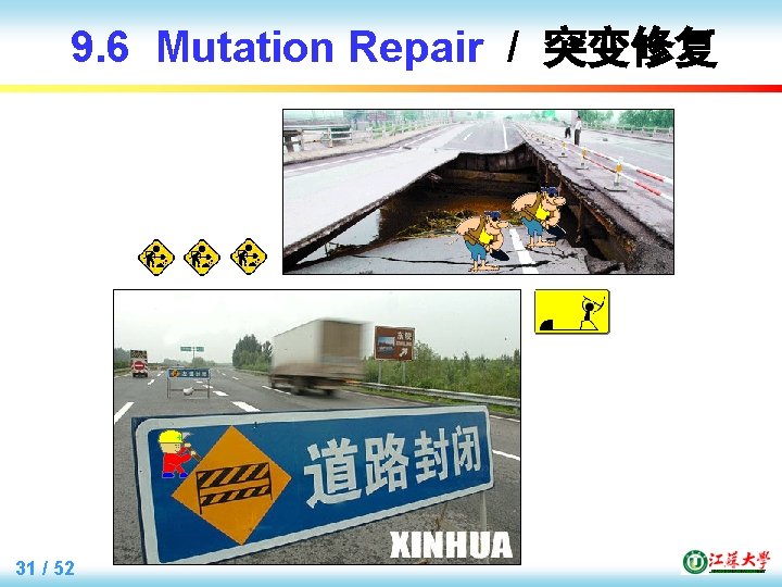9. 6 Mutation Repair / 突变修复 31 / 52 