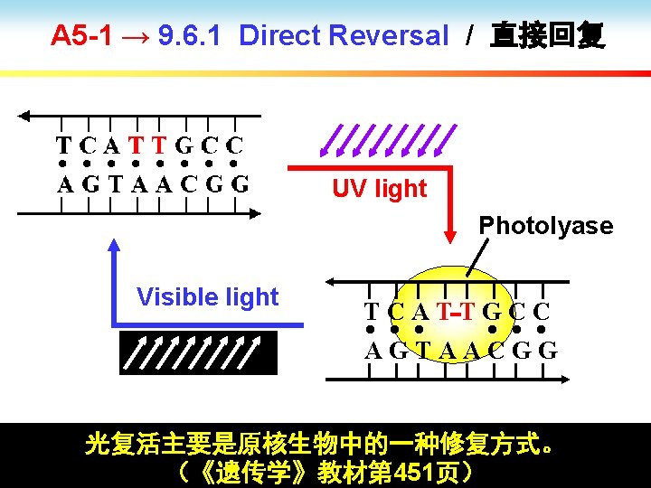 A 5 -1 → 9. 6. 1 Direct Reversal / 直接回复 UV light Photolyase