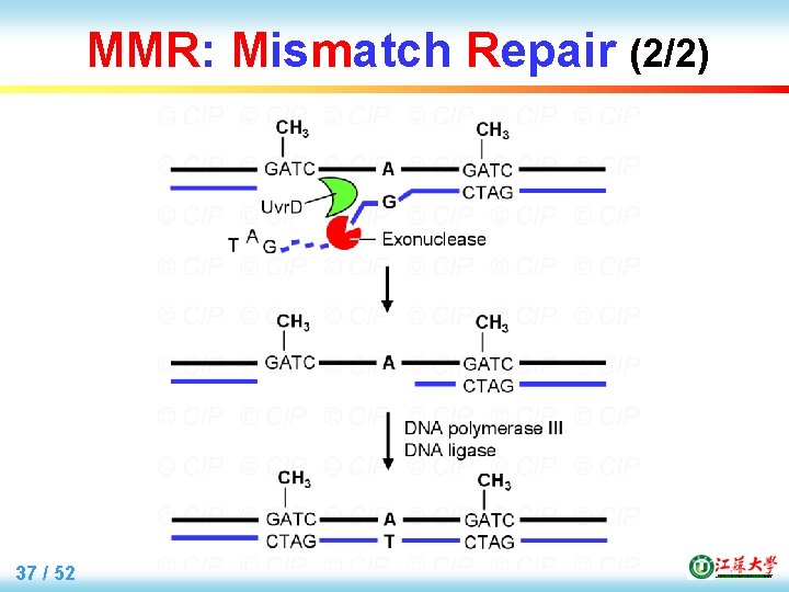 MMR: Mismatch Repair (2/2) 37 / 52 