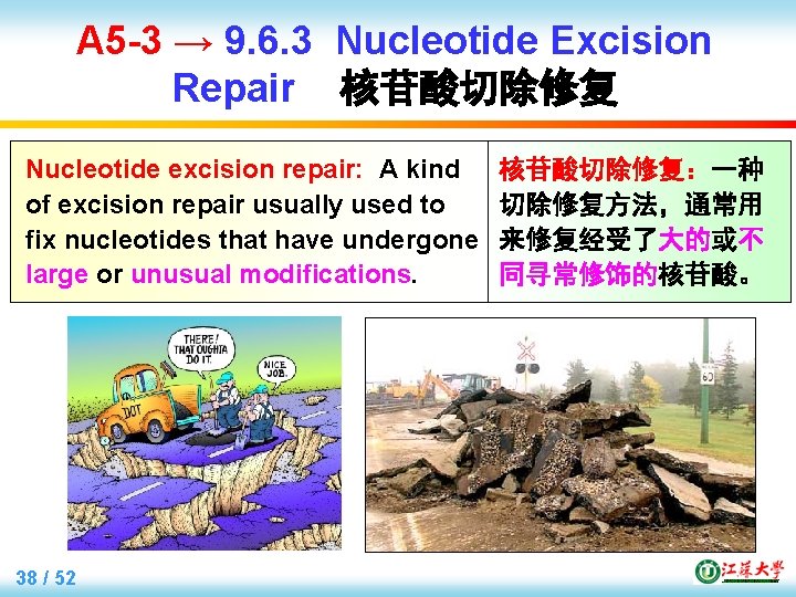 A 5 -3 → 9. 6. 3 Nucleotide Excision Repair 核苷酸切除修复 Nucleotide excision repair: