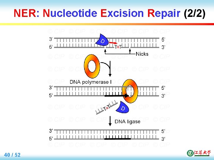 NER: Nucleotide Excision Repair (2/2) 40 / 52 