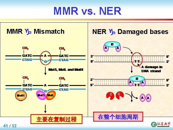 MMR vs. NER MMR Mismatch 主要在复制过程 41 / 52 NER Damaged bases 在整个细胞周期 