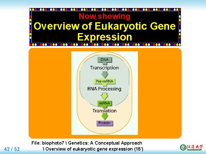 Now showing Overview of Eukaryotic Gene Expression 42 / 52 File: biophoto 7 