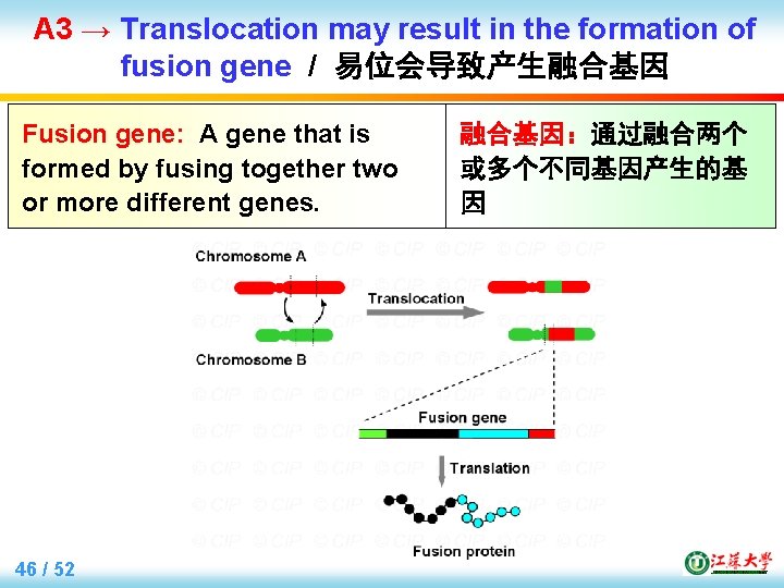 A 3 → Translocation may result in the formation of fusion gene / 易位会导致产生融合基因