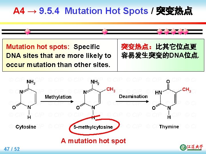 A 4 → 9. 5. 4 Mutation Hot Spots / 突变热点 Mutation hot spots: