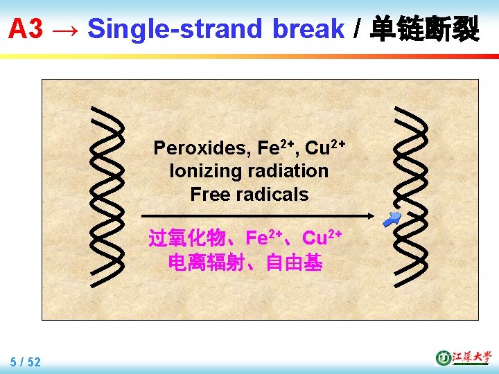 A 3 → Single-strand break / 单链断裂 Peroxides, Fe 2+, Cu 2+ Ionizing radiation