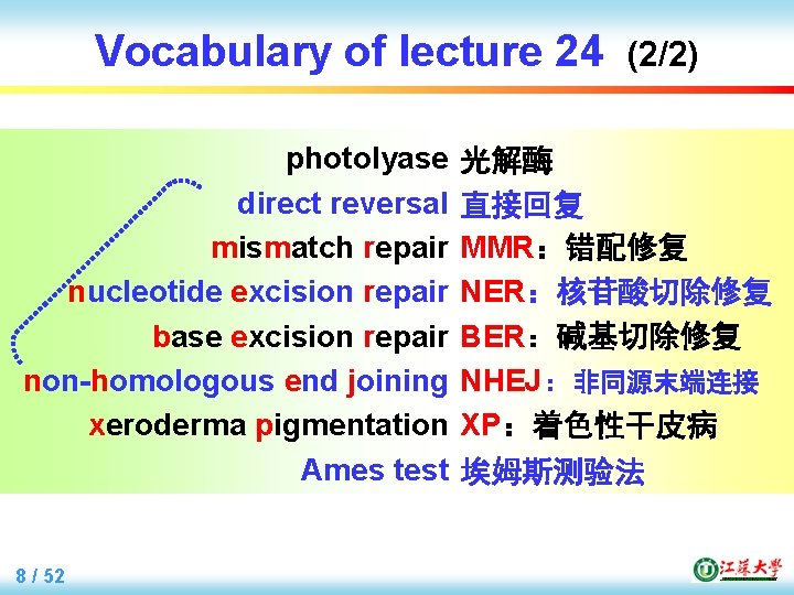 Vocabulary of lecture 24 photolyase direct reversal mismatch repair nucleotide excision repair base excision