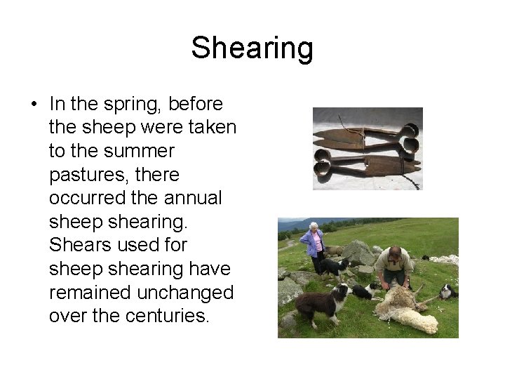 Shearing • In the spring, before the sheep were taken to the summer pastures,