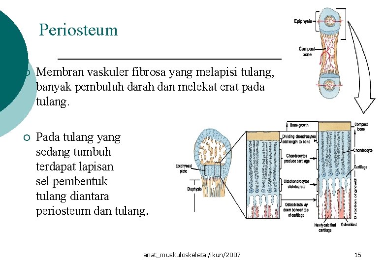 Periosteum ¡ Membran vaskuler fibrosa yang melapisi tulang, banyak pembuluh darah dan melekat erat