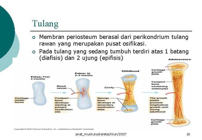 Tulang ¡ ¡ Membran periosteum berasal dari perikondrium tulang rawan yang merupakan pusat osifikasi.