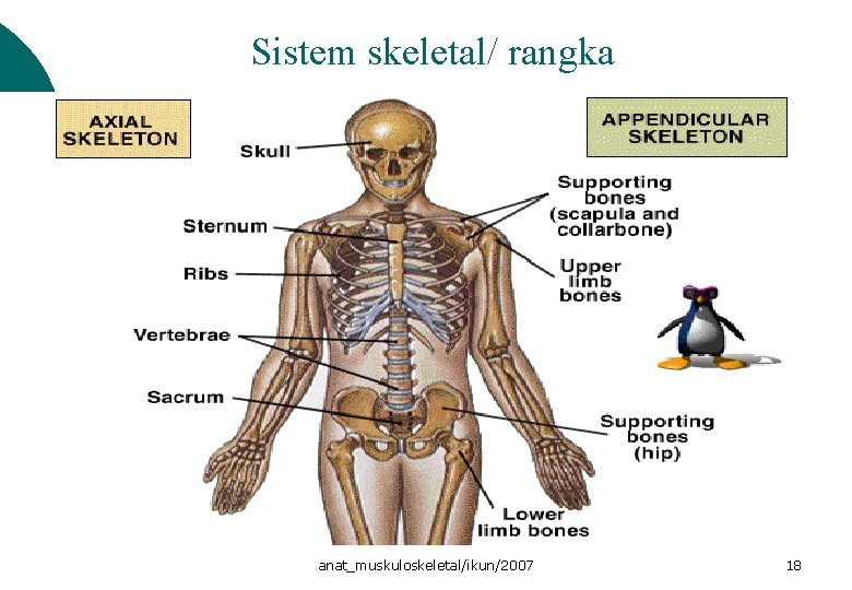 Sistem skeletal/ rangka anat_muskuloskeletal/ikun/2007 18 