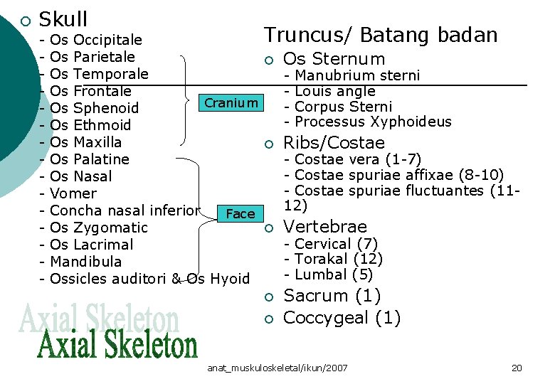 ¡ Skull - Truncus/ Batang badan Os Occipitale Os Parietale ¡ Os Sternum Os