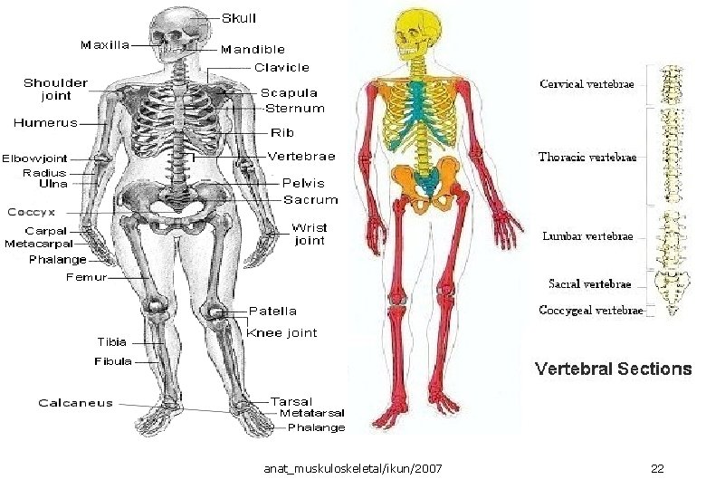 anat_muskuloskeletal/ikun/2007 22 