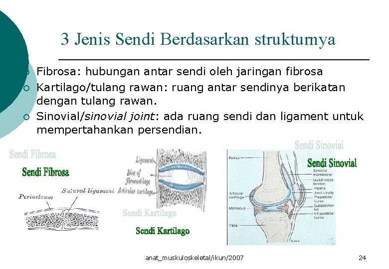 3 Jenis Sendi Berdasarkan strukturnya ¡ ¡ ¡ Fibrosa: hubungan antar sendi oleh jaringan