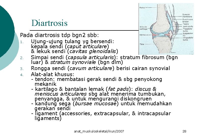 Diartrosis Pada diartrosis tdp bgn 2 sbb: 1. Ujung-ujung tulang yg bersendi: kepala sendi