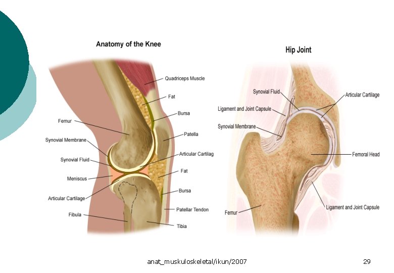 anat_muskuloskeletal/ikun/2007 29 