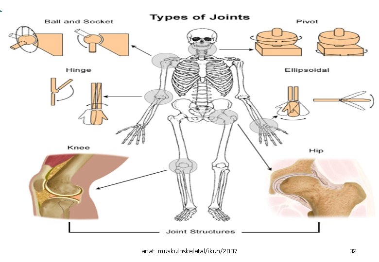 anat_muskuloskeletal/ikun/2007 32 