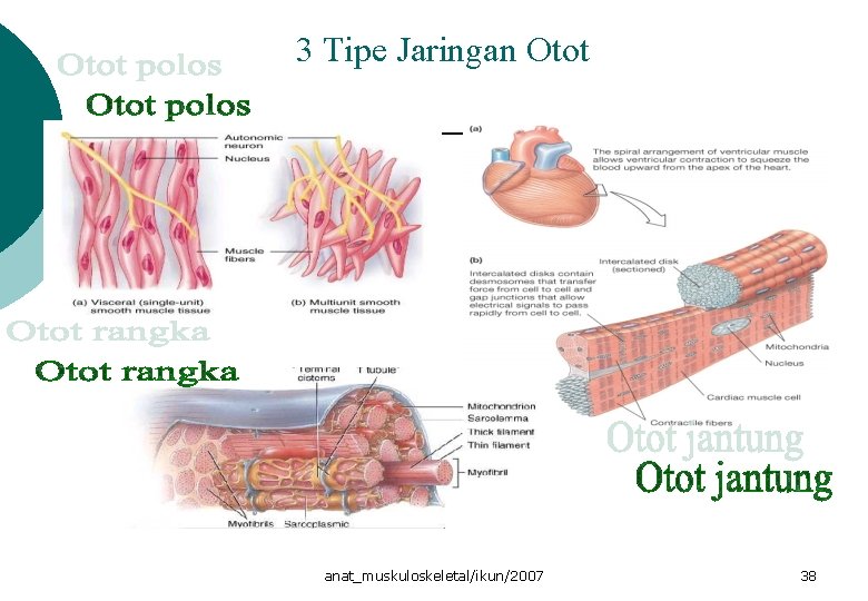 3 Tipe Jaringan Otot anat_muskuloskeletal/ikun/2007 38 