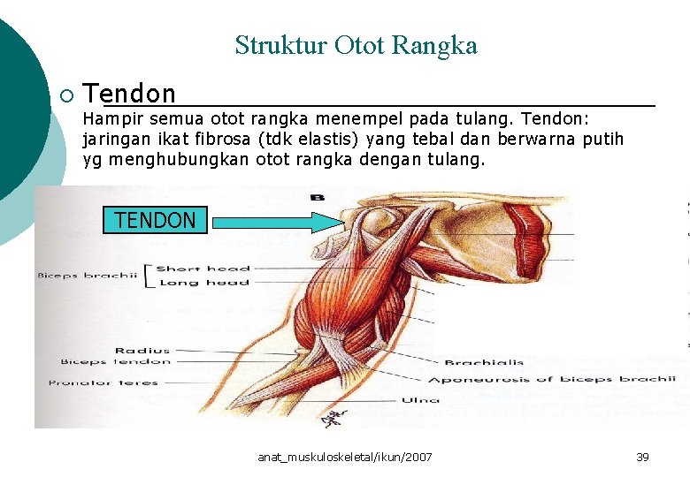 Struktur Otot Rangka ¡ Tendon Hampir semua otot rangka menempel pada tulang. Tendon: jaringan