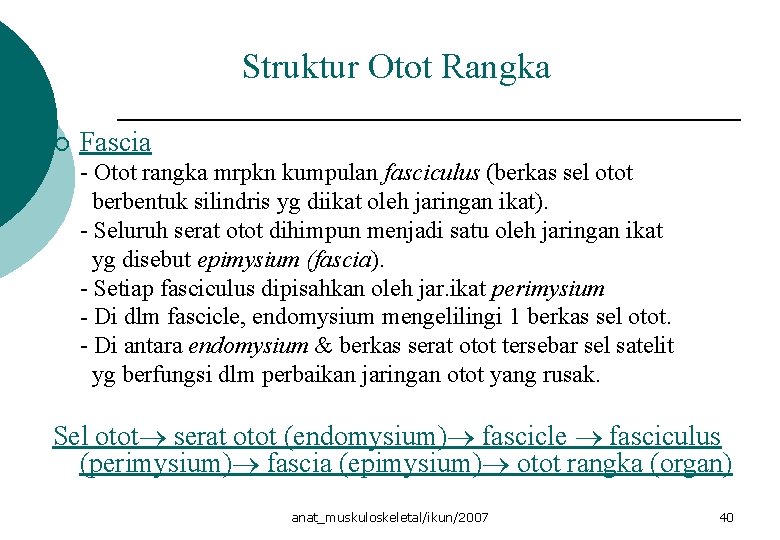 Struktur Otot Rangka ¡ Fascia - Otot rangka mrpkn kumpulan fasciculus (berkas sel otot Struktur Otot Rangka ¡ Fascia - Otot rangka mrpkn kumpulan fasciculus (berkas sel otot