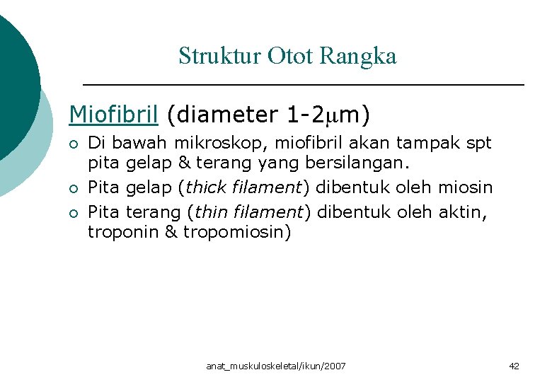 Struktur Otot Rangka Miofibril (diameter 1 -2 m) ¡ ¡ ¡ Di bawah mikroskop,