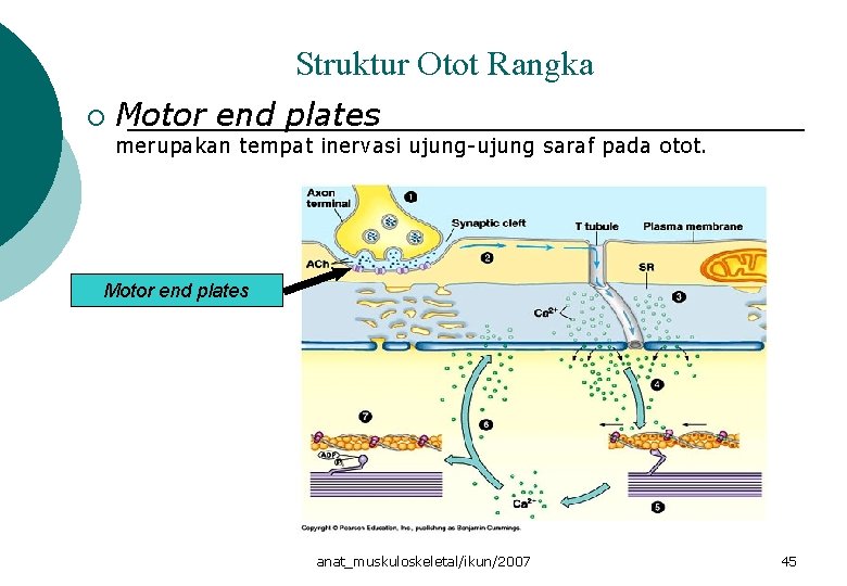 Struktur Otot Rangka ¡ Motor end plates merupakan tempat inervasi ujung-ujung saraf pada otot.