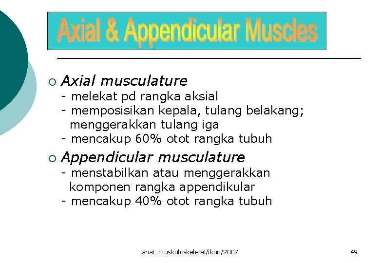 ¡ Axial musculature - melekat pd rangka aksial - memposisikan kepala, tulang belakang; menggerakkan