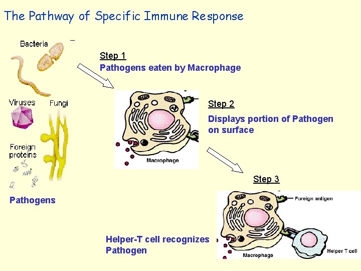 Section 6 Immune System What is Immunity Immunity