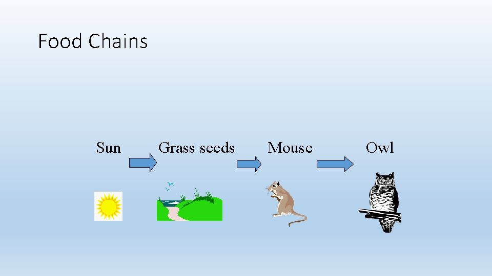 Food Chains Sun Grass seeds Mouse Owl 