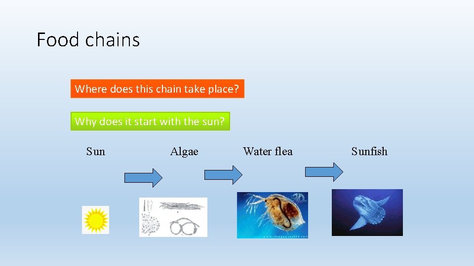 Food chains Where does this chain take place? Why does it start with the