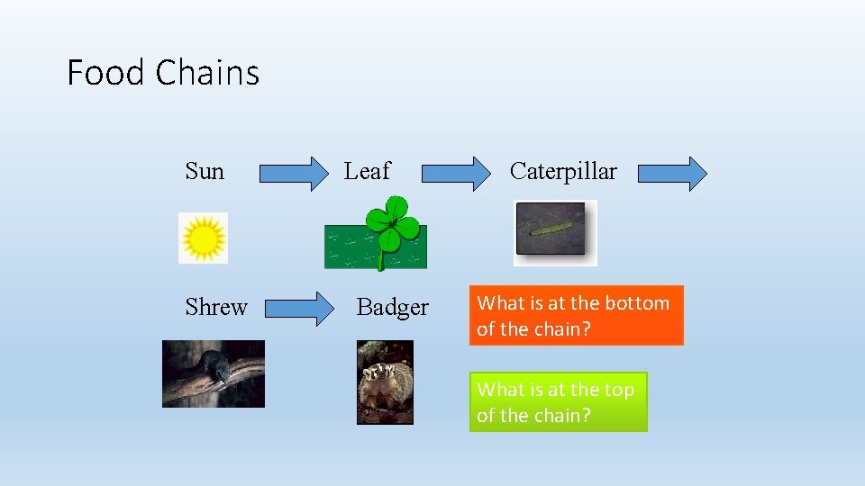 Food Chains Sun Shrew Leaf Badger Caterpillar What is at the bottom of the