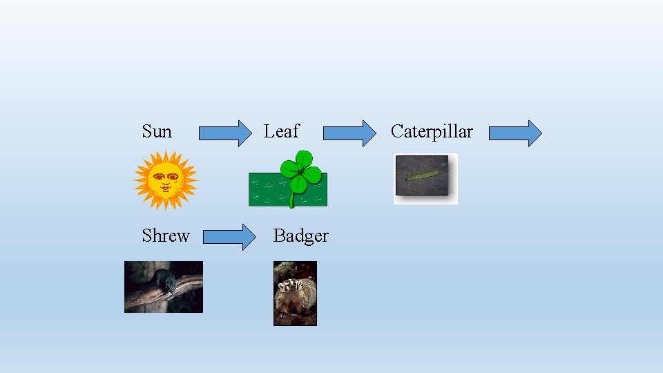 Sun Shrew Leaf Badger Caterpillar 