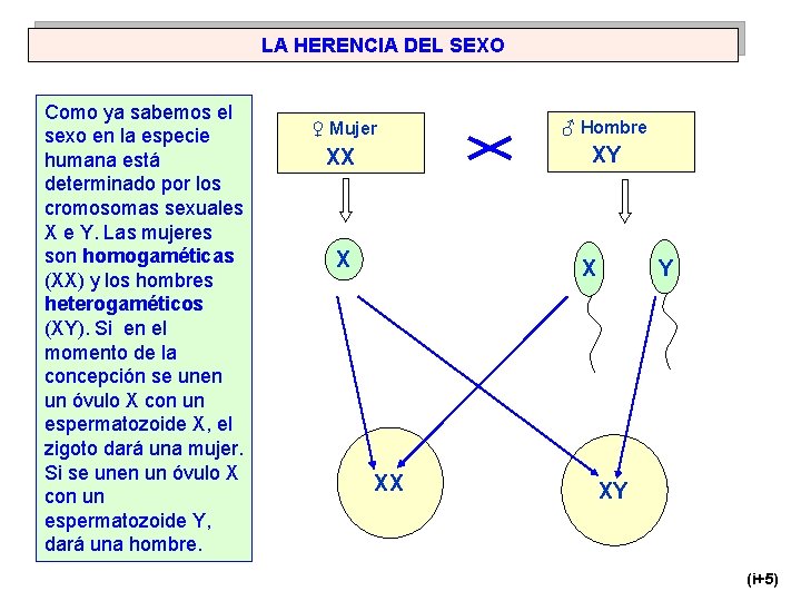 LA HERENCIA DEL SEXO Como ya sabemos el sexo en la especie humana está